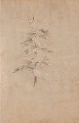 Plant Study