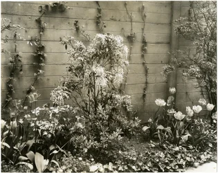 Mr & Mrs John Morgan, 39 W 11 St Center Andromeda plant, Greenwich Village, New York, USA, c.1939-40