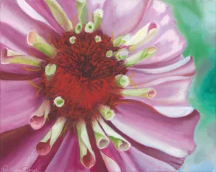 Vibrant Zinnia Bloom
