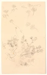 Flower Studies