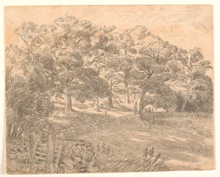 A Forest Edge