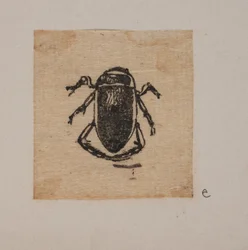 Insect