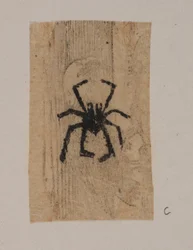 Insect