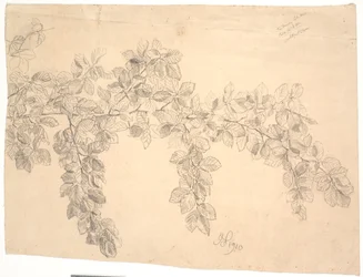 Study of Beech Branch