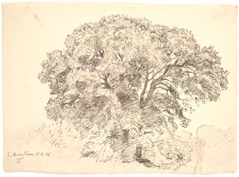 Study of Trees. Classens Garden