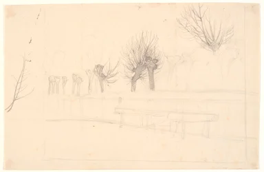 Pollarded Poplars Along a Stream