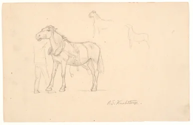 Three Studies of a Horse