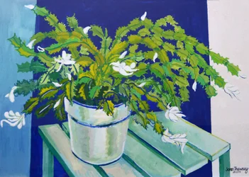 Christmas Cactus