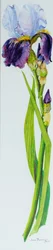 Iris with Three Buds