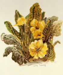 Primrose, 2010