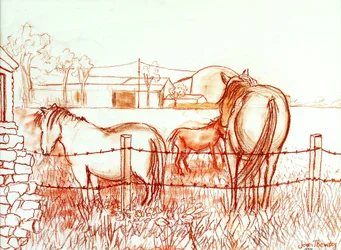 Serenade, Janie and a Donkey in the Meadow