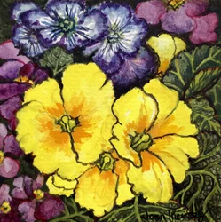 Three Yellow Primroses surrounded by mauve and purple primroses and leaves