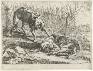 Two Dogs