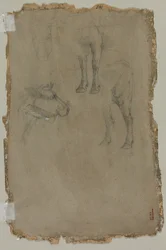 Studies of a Bull