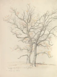 Two oaks