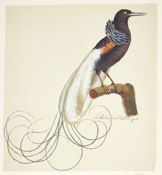 Exotic Bird