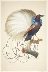 Exotic Bird