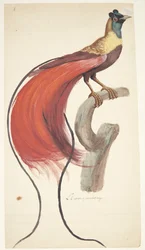 Exotic Bird