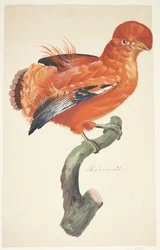Rock Rooster