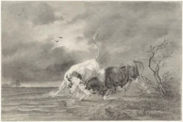 Two Fighting Bulls in a River Landscape