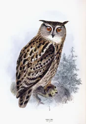 Eagle Owl