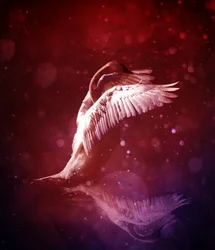 Bird Kingdom 7 (bloodline)