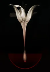 Bleeding lily, 2013