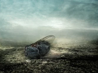 Fly, 2013