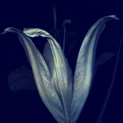 Lily 1, 2018