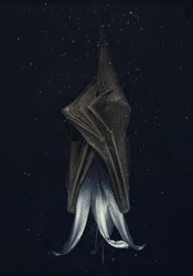 Mutated Lily