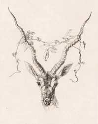 Antelope Head