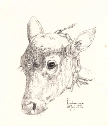Calf Head