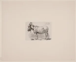 A Donkey Tormented by Flies