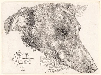Dog Head, Snip