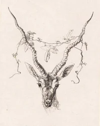 Antelope Head