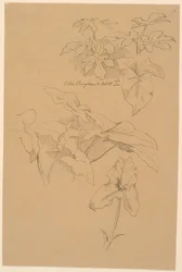 Leaf Studies Including a Calla. Top: Pencil Sketch of a Pediment