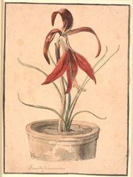 Blooming Amaryllis