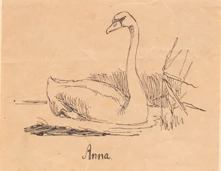 A Swan