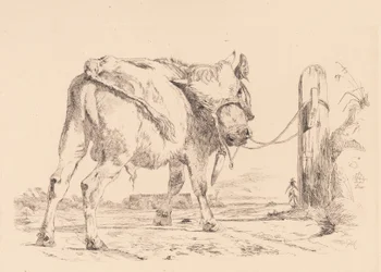A Bull Calf Tied to a Hitching Post