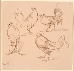 Four Studies of Roosters
