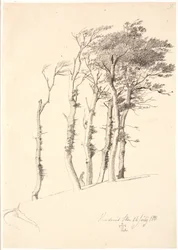 Group of Windblown Trees