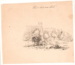 The Rooster. Illustration for Kaalund