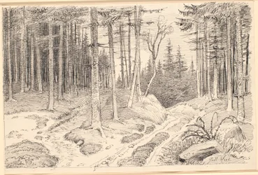 Hollow Road through a Pine Forest