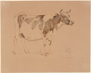 Standing red-spotted cow