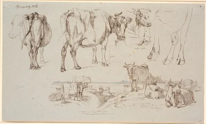 Study sheet from Vognserup. Studies of cows, landscape with standing and lying cows