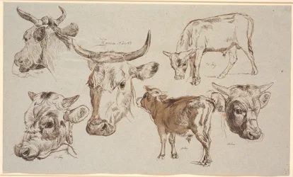 Study Sheet from Vognserup. Studies of Cow Heads, Bull Calves and Their Heads