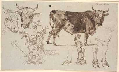 Study Sheet from Vognserup. Left: Two Cow Heads, Below a Dock Leaf. From the Middle to the Right: A Standing Bull, Below Studies of Its Legs