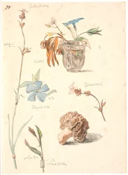 Study Sheet with Flowers and Plants