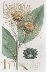 Elecampane Inula Helenium