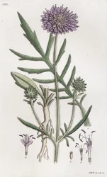 Field Scabious Knautia arvensis